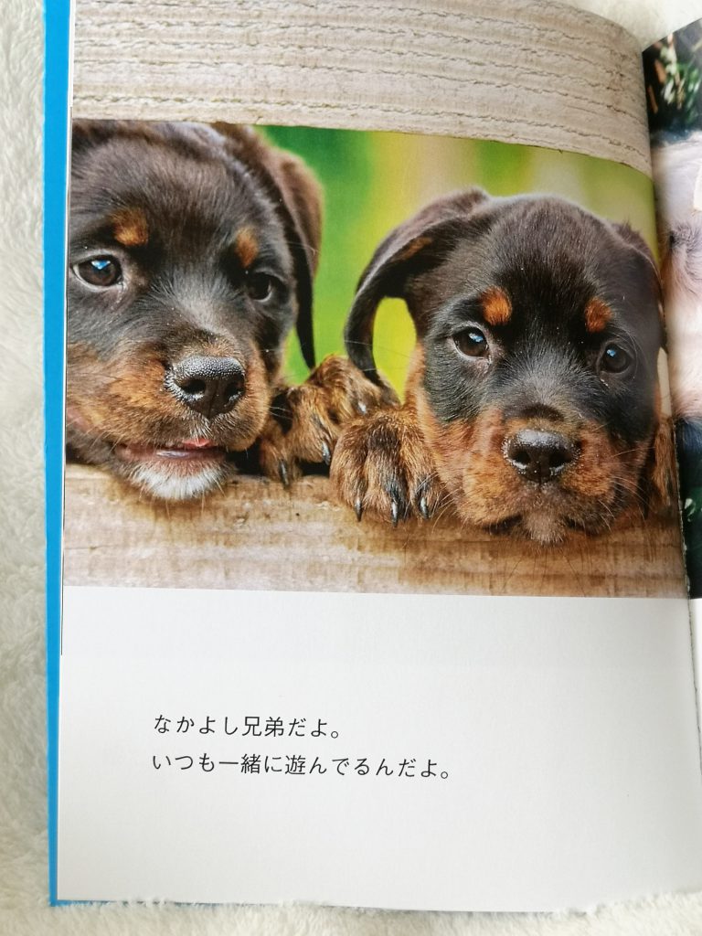 しまうまフォトブックA5サイズ