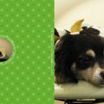 フォトブックの作り方！レイアウト先VS写真先！あなたはどっち？