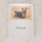 撮るだけフォトブック!愛犬のフォトブック(ペットアルバム,犬)